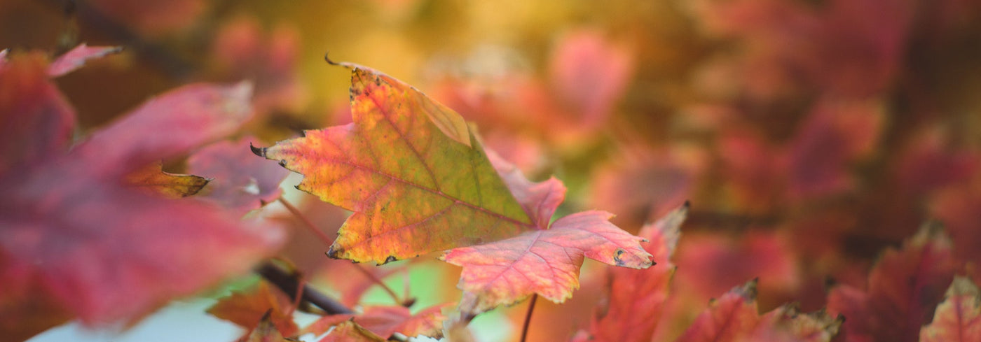 Herbstliche Bätter am Waldboden