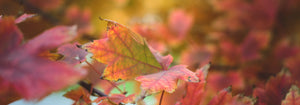 Herbstliche Bätter am Waldboden