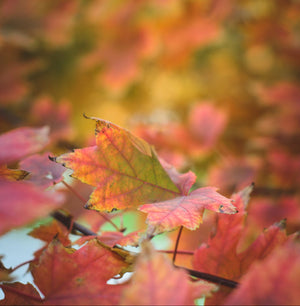 Herbstliche Blätter liegen auf dem Waldboden - Rote und orangene Farben